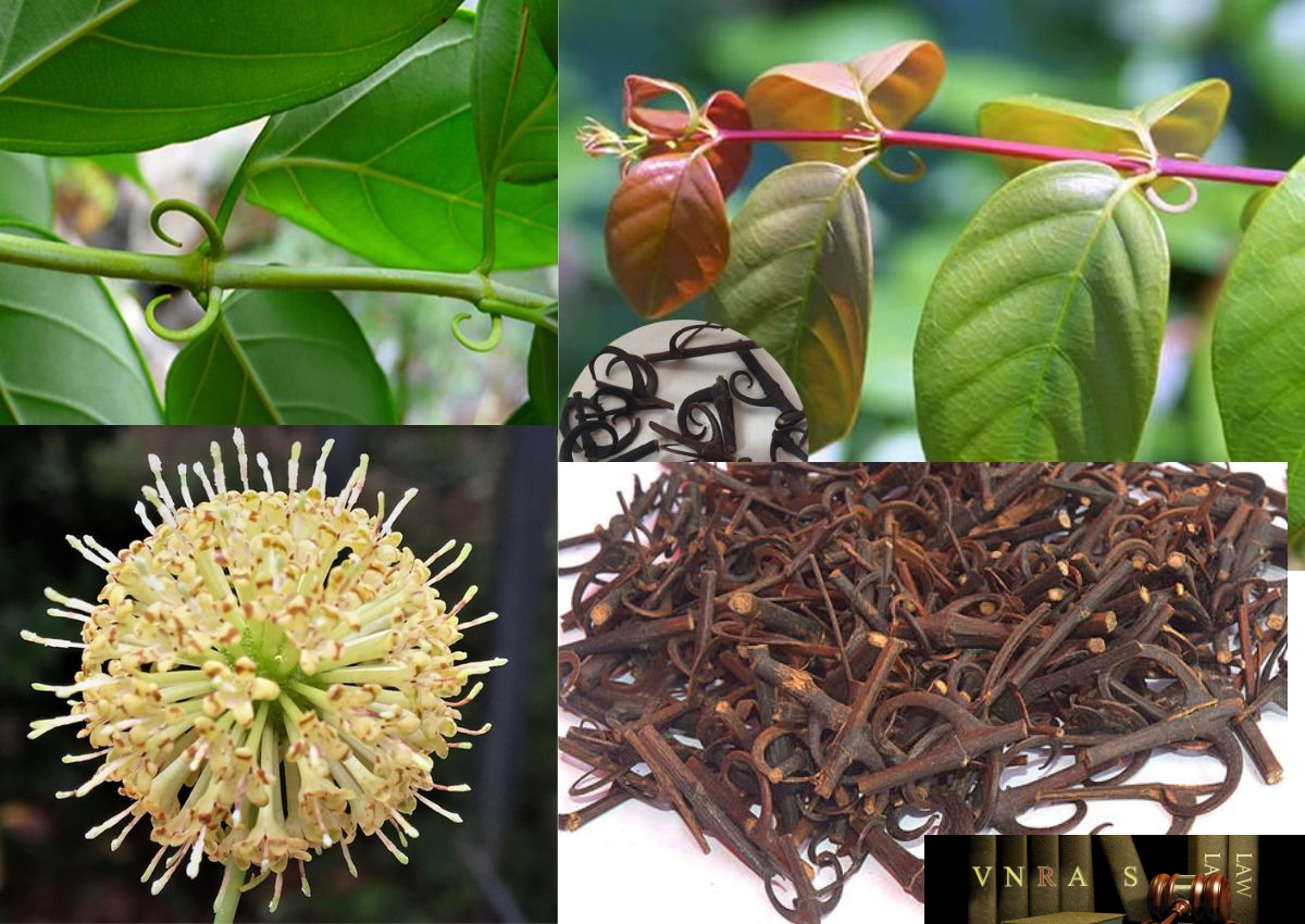 Cây Câu Đằng - Những cây thực phẩm chức năng và vị thực phẩm chức năng Việt Nam - Đỗ Tất Lợi - Vietnam  Regulatory Affairs Society - Luật Dược Việt Nam