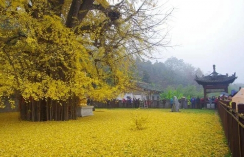 Chiêm ngưỡng cây bạch quả đẹp nhất thế giới có thể đứng vững trong khoảng 200 triệu năm